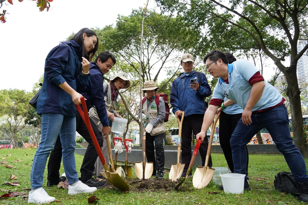 新北土城司法園區開發 5株珍貴樹木將第一次斷養根作業 12 CNEWS204251001a05