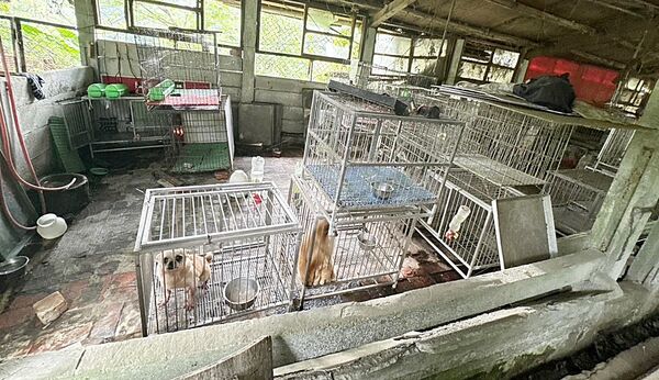 舊豬舍非法繁殖名犬販售 桃園動保處拯救37毛孩脫困 舊豬舍非法繁殖名犬販售 桃園動保處拯救37毛孩脫困