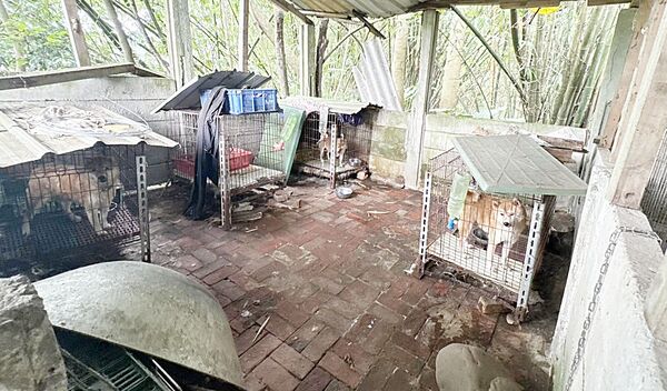 舊豬舍非法繁殖名犬販售 桃園動保處拯救37毛孩脫困 14 舊豬舍非法繁殖名犬販售 桃園動保處拯救37毛孩脫困 13