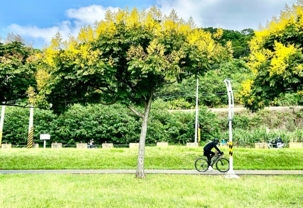 高灘處秋季限定 台灣欒樹金黃渲染新北河濱美景 高灘處秋季限定 台灣欒樹金黃渲染新北河濱美景