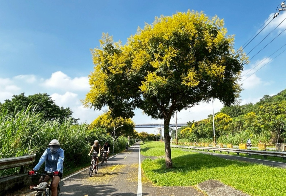 高灘處秋季限定 台灣欒樹金黃渲染新北河濱美景 10 248251007a08