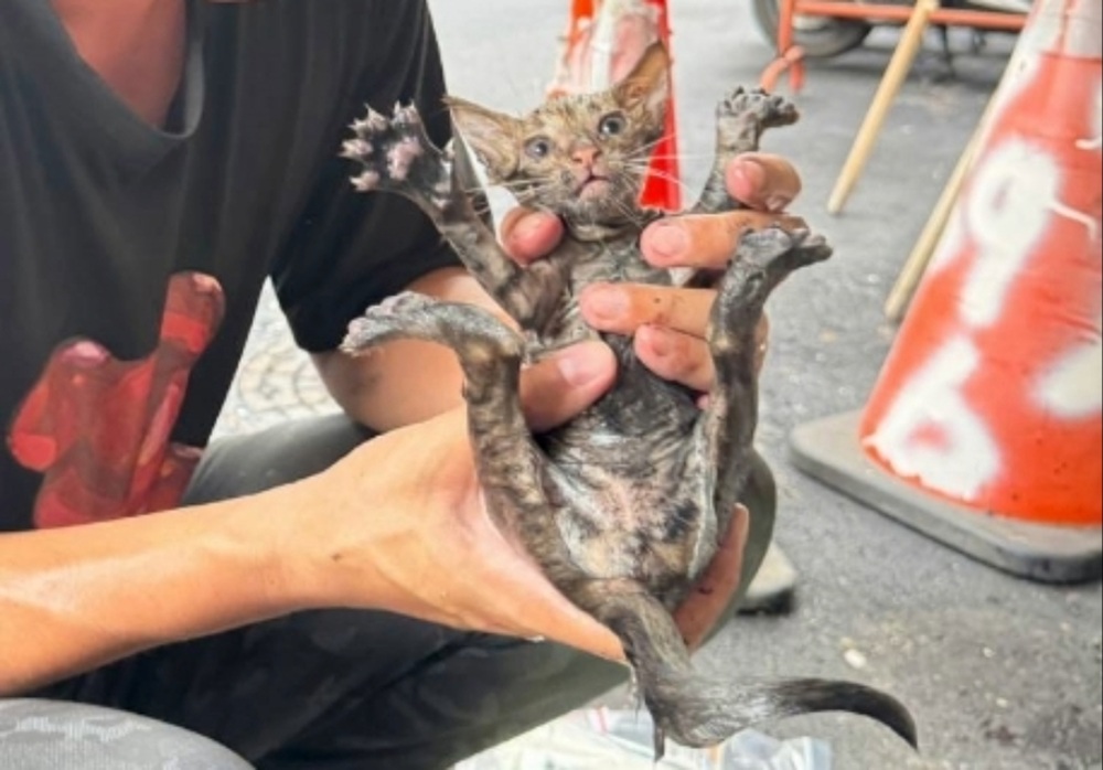 小小喵星人深陷水溝 新北動保處救援小貓獲新生 9 cnews204251016a04