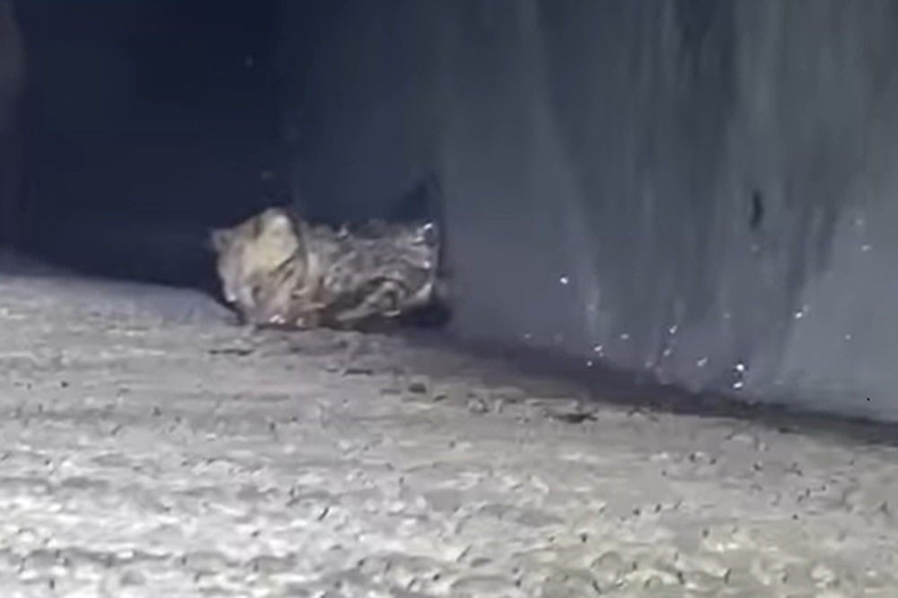 小小喵星人深陷水溝 新北動保處救援小貓獲新生 10 cnews204251016a03