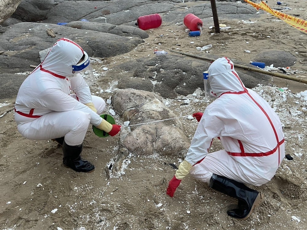 防疫總動員 馬祖北竿驚現海漂豬急採樣焚化 防疫總動員 馬祖北竿驚現海漂豬急採樣焚化