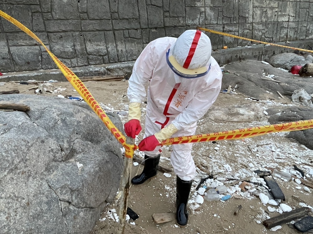 防疫總動員 馬祖北竿驚現海漂豬急採樣焚化 5 cnews204251024a02