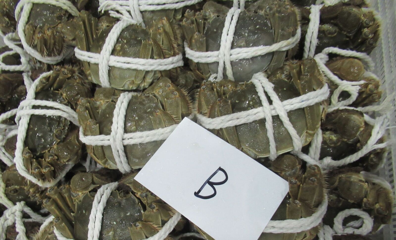 中國「大閘蟹」爆禁藥！今年叩關首批違規 食藥署擋下4千公斤 7