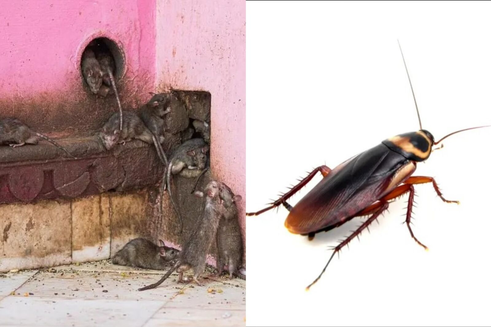 無品女住家囤垃圾老鼠蟑螂竄樓層 臭酸味瀰漫社區崩潰了 19 無品女住家囤垃圾老鼠蟑螂竄樓層 臭酸味瀰漫社區崩潰了 18