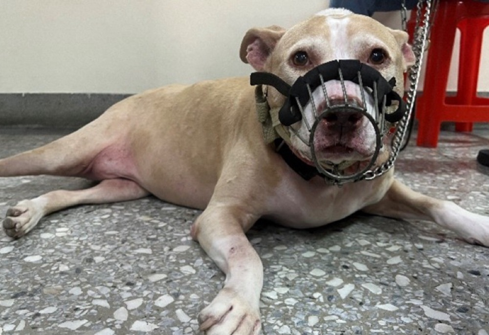 比特犬專案訪查205戶 新北動保處強調違規最高可罰15萬 比特犬專案訪查205戶 新北動保處強調違規最高可罰15萬