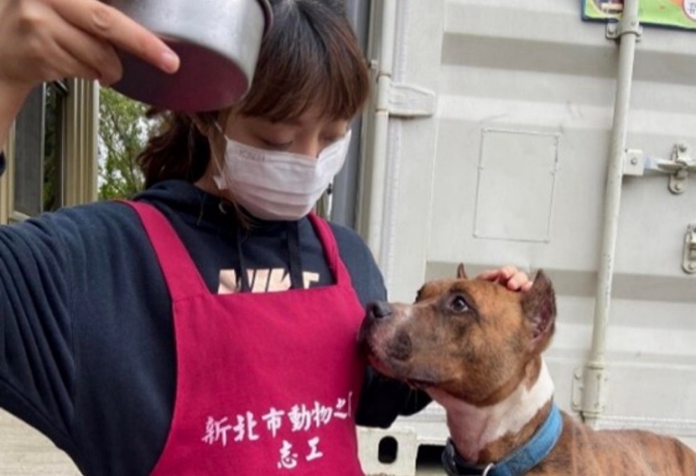比特犬專案訪查205戶 新北動保處強調違規最高可罰15萬 6 248251101a02