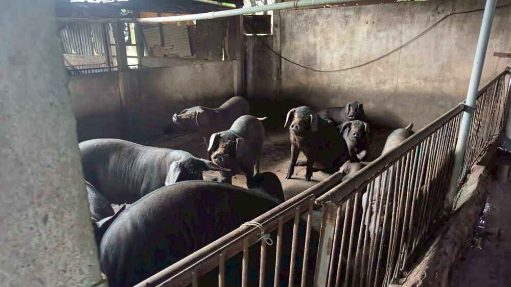 張善政拍板加碼非洲豬瘟2補貼措施　要求擬定6大項目補強 7