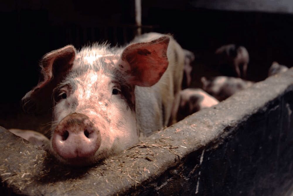 照片來源：Matthias Zomer攝影／Pexels