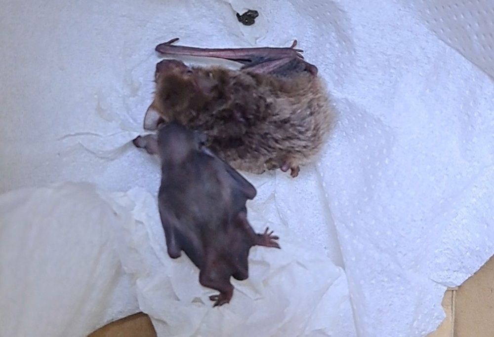 蝙蝠母子躲洗衣機 新北動保人員急援送返自然 9 cnews204251106a04