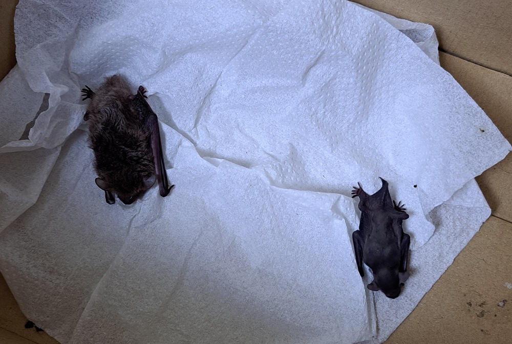 蝙蝠母子躲洗衣機 新北動保人員急援送返自然 10 cnews204251106a05