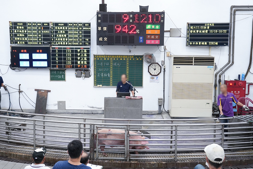 活豬禁運解封日　台中控制豬量維持價格、彰化「發紅包」刺激買氣 5