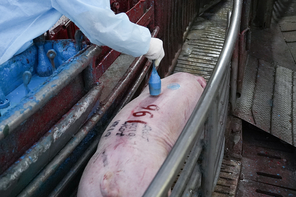 活豬禁運解封日　台中控制豬量維持價格、彰化「發紅包」刺激買氣 7