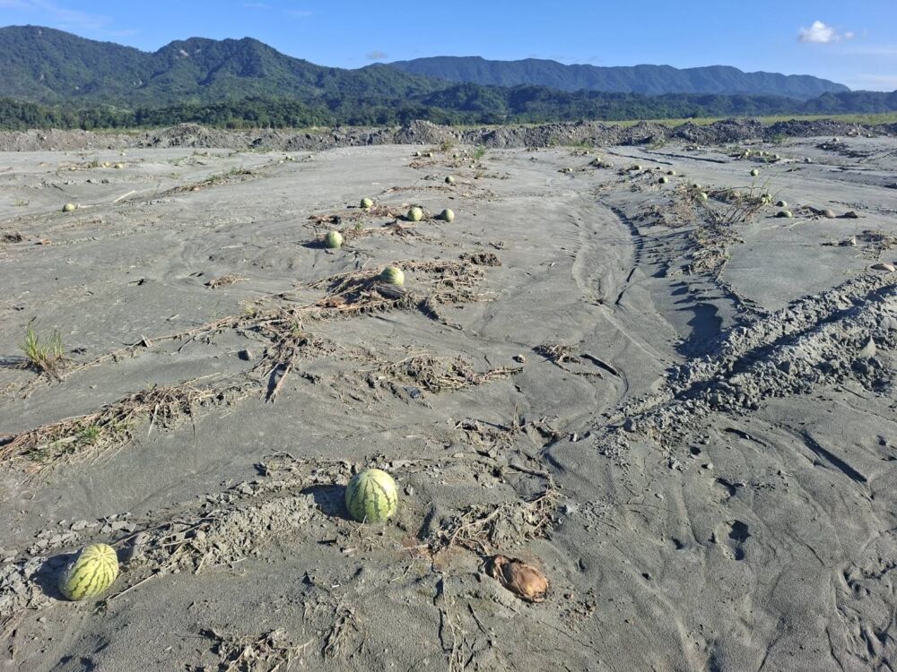 農業部公告鳳林鎮西瓜、玉米納現金救助　花蓮縣府受理至11/21止　 5