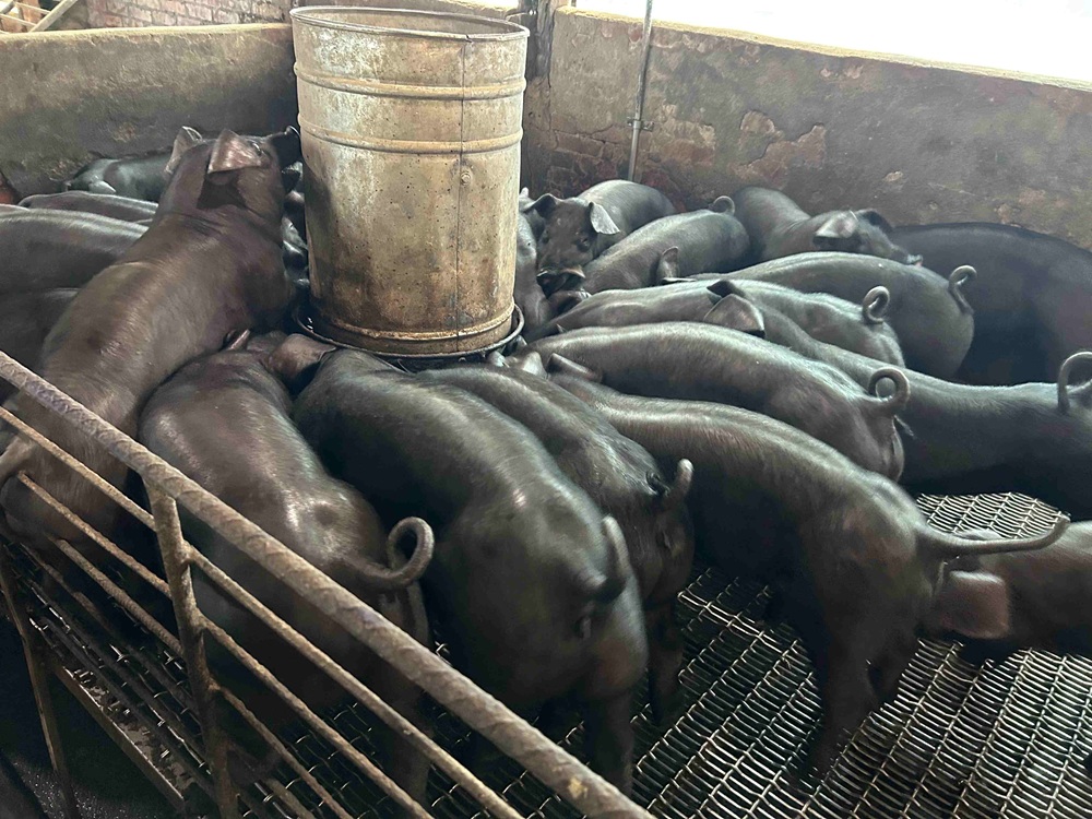 加碼飼料及設備補貼 新北防堵非洲豬瘟助豬農轉型 加碼飼料及設備補貼 新北防堵非洲豬瘟助豬農轉型