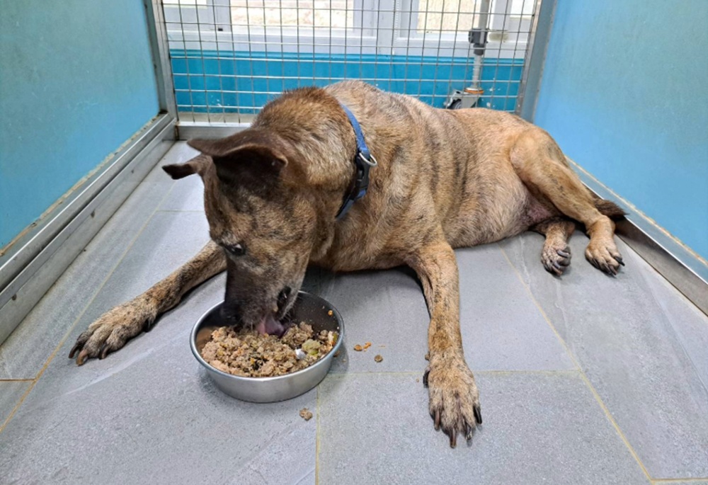 毛寶貝也會糖尿病 新北動保處籲定期檢查血糖與尿液 1 cnews204251114a11