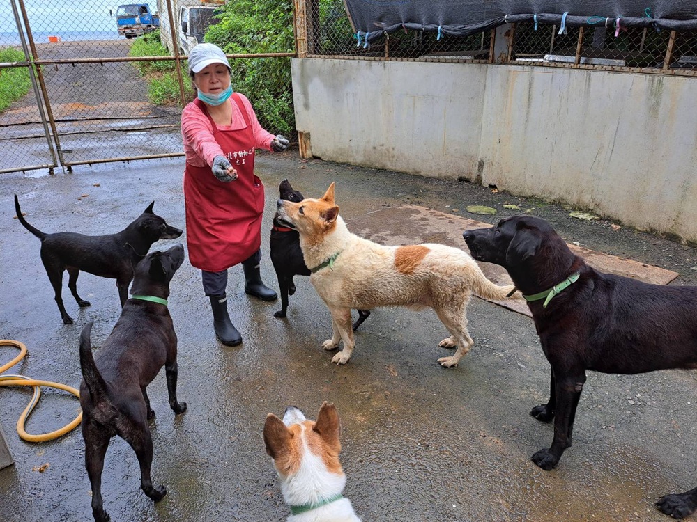 毛寶貝也會糖尿病 新北動保處籲定期檢查血糖與尿液 22 cnews204251114a10