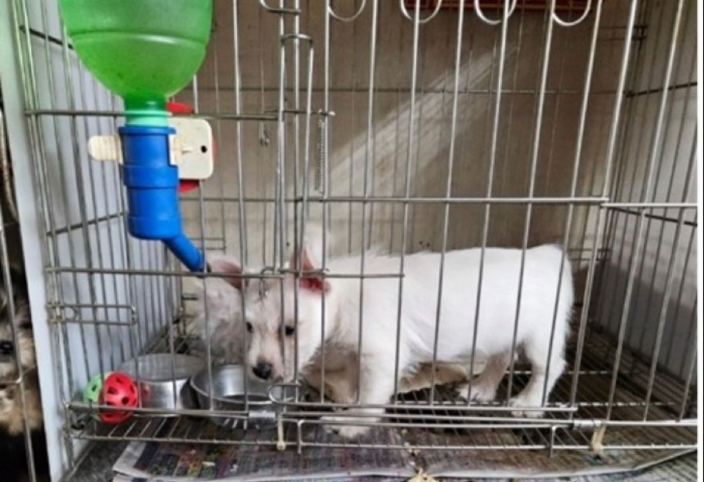 新北動保處查核425家寵物業者 重罰違法提醒市民警覺 4 248251118a02