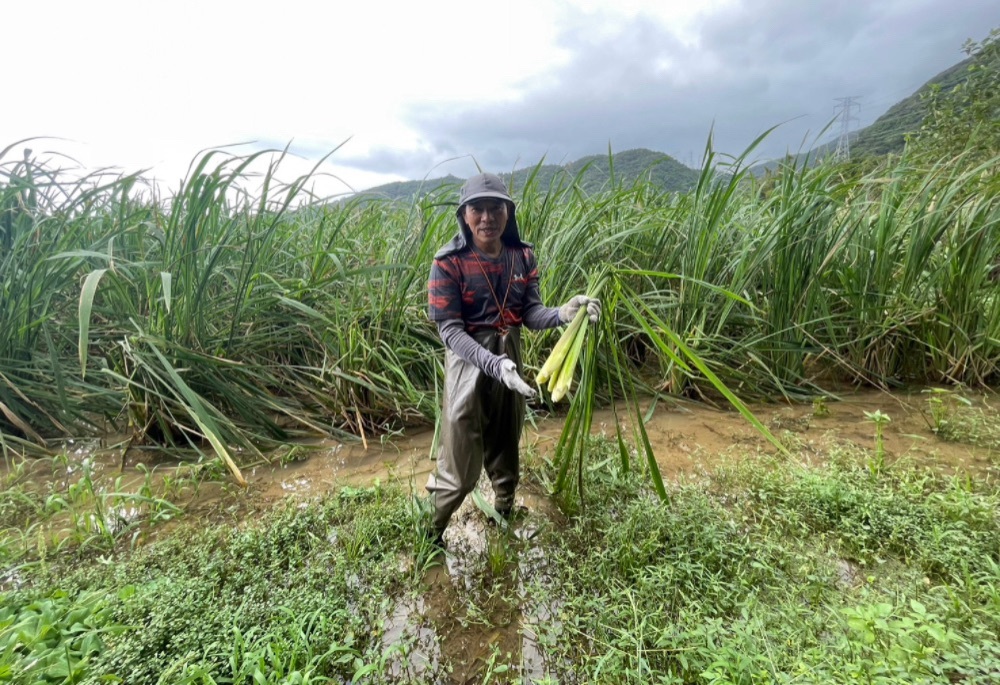 新北生態給付成果卓越 黃嘴角鴞、台灣藍鵲等保育類物種重現棲地 6 248251121a03