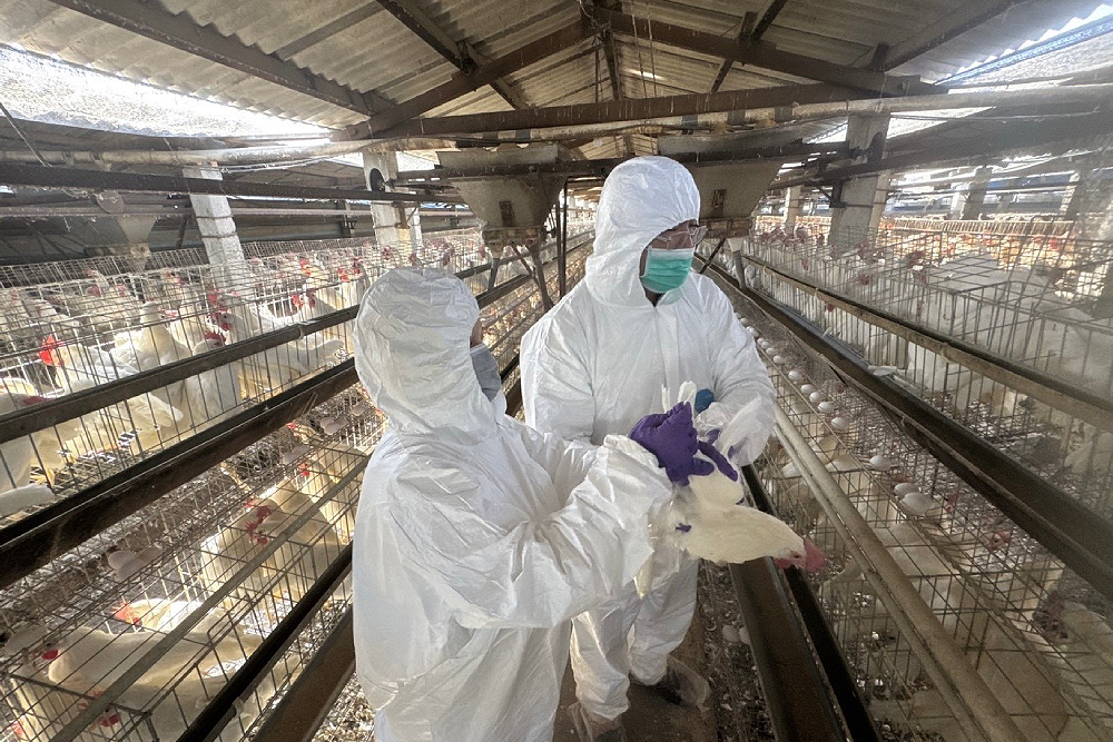 南投、彰化檢驗蛋品全數過關　王惠美：還會檢測全縣933場畜牧場 15