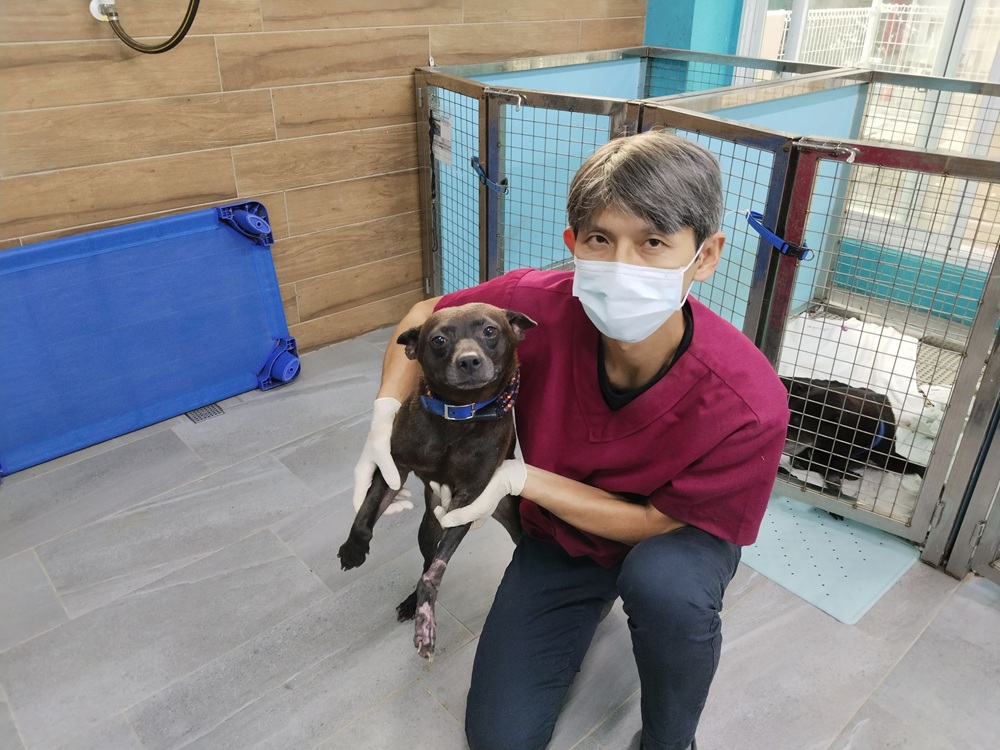 流浪犬左前腳重傷 新北動保處腹部皮膚移植手術助康復 23 cnews204251124a02