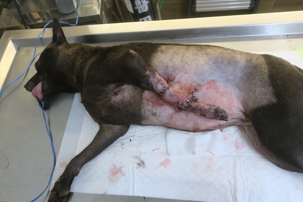流浪犬左前腳重傷 新北動保處腹部皮膚移植手術助康復 24 cnews204251124a03