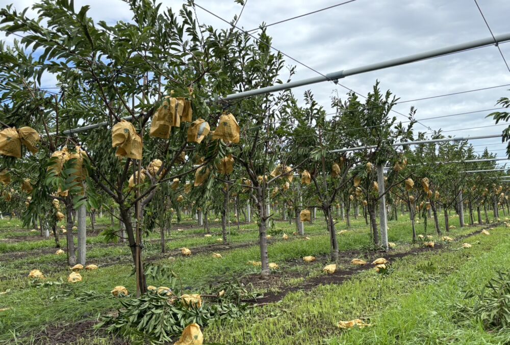 農災申報正確率未達中央標準 台東農業處啟動應變力求速核撥救助金 農災申報正確率未達中央標準 台東農業處啟動應變力求速核撥救助金