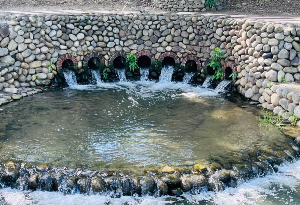 水利局礫間淨化日供800噸淨水 新北美術館園區魚鴨成群 水利局礫間淨化日供800噸淨水 新北美術館園區魚鴨成群