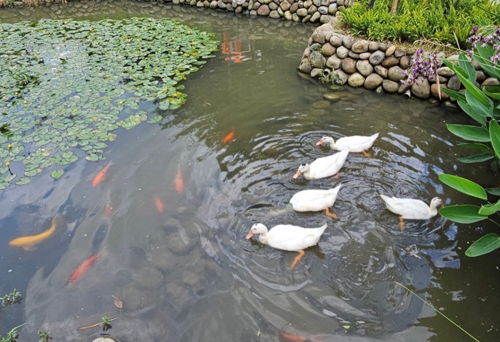 水利局礫間淨化日供800噸淨水 新北美術館園區魚鴨成群 20 248251204a02