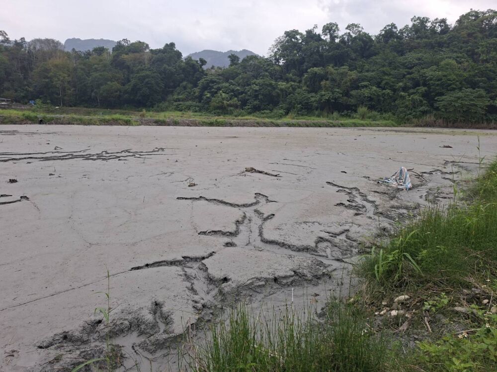 農業部公告鳳林綜開段草皮、硬質玉米納救助 花蓮縣府受理至12/18止 農業部公告鳳林綜開段草皮、硬質玉米納救助 花蓮縣府受理至12/18止