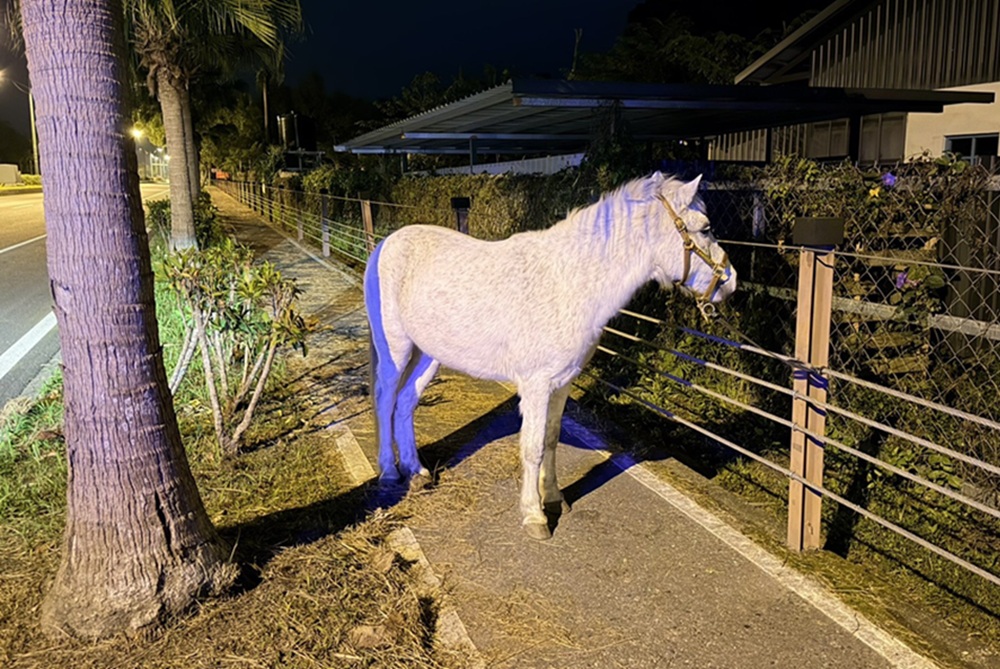 白馬誤闖道路 花蓮警呼籲飼主落實動物管理 白馬誤闖道路 花蓮警呼籲飼主落實動物管理