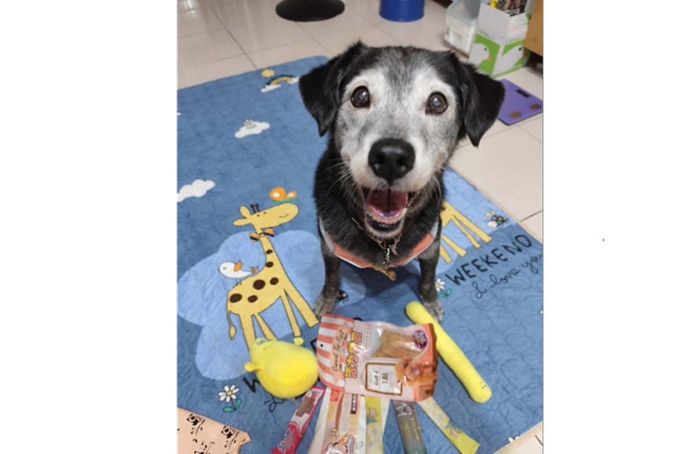 關心毛寶貝居家適應 認養後電話訪查追蹤照護環境 關心毛寶貝居家適應 認養後電話訪查追蹤照護環境