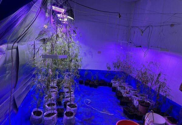 餐廳倒閉積欠500萬 無良債主誘種大麻「還債+賺錢」 餐廳倒閉積欠500萬 無良債主誘種大麻「還債+賺錢」