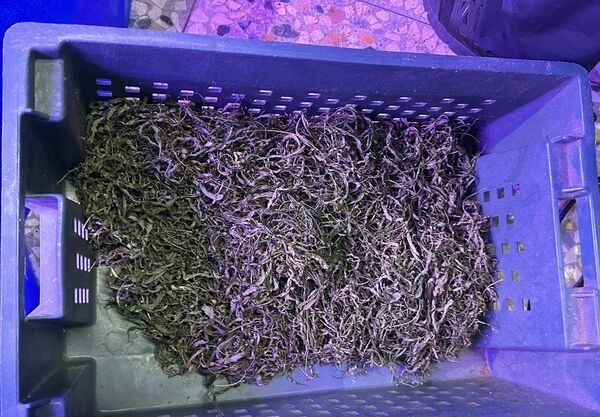 餐廳倒閉積欠500萬 無良債主誘種大麻「還債+賺錢」 30 餐廳倒閉積欠500萬 無良債主誘種大麻「還債+賺錢」 29