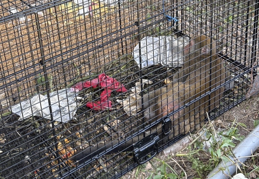 世界猴子日 新北動保處籲落實4不1保5大原則