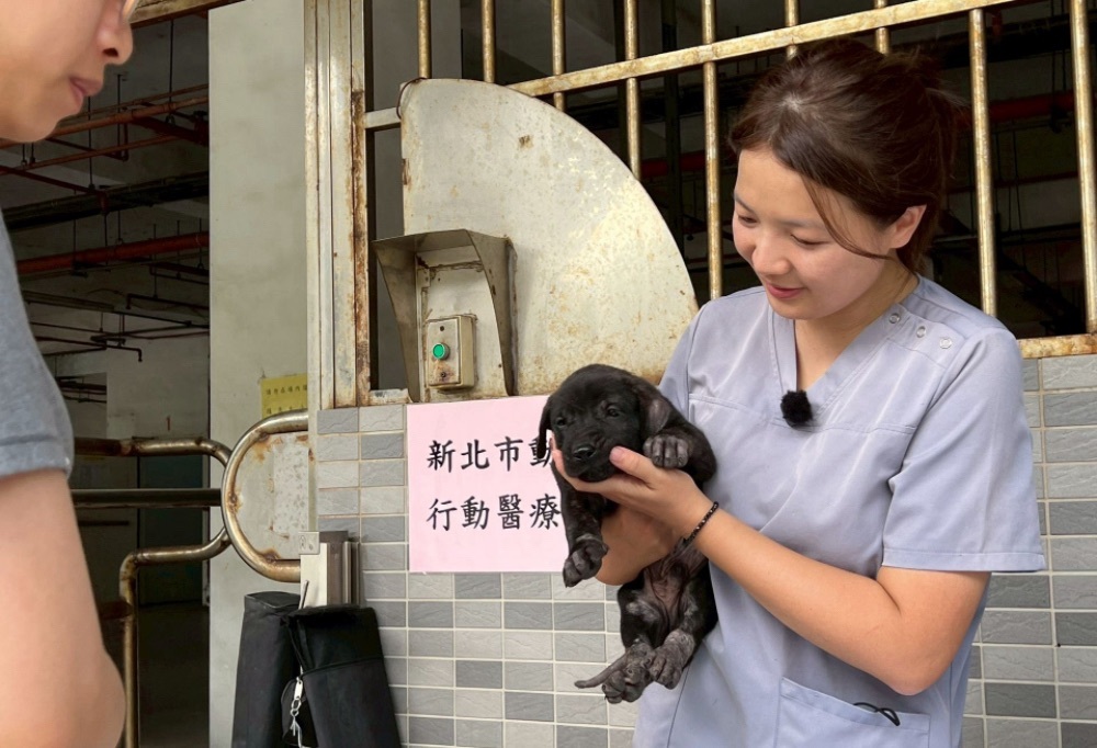 世界強化免疫日 新北動保處3招保護毛孩 12 248251215a09