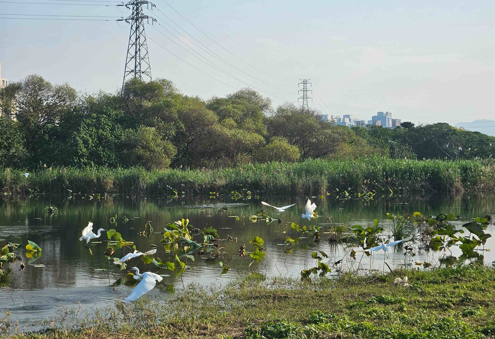季節限定生態美景 大漢溪濕地芒花綻現冬候鳥齊聚 季節限定生態美景 大漢溪濕地芒花綻現冬候鳥齊聚