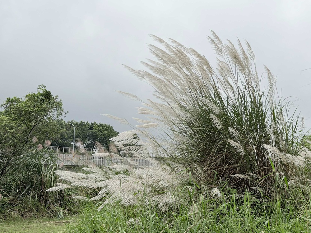 季節限定生態美景 大漢溪濕地芒花綻現冬候鳥齊聚 13 cnews204251216a05