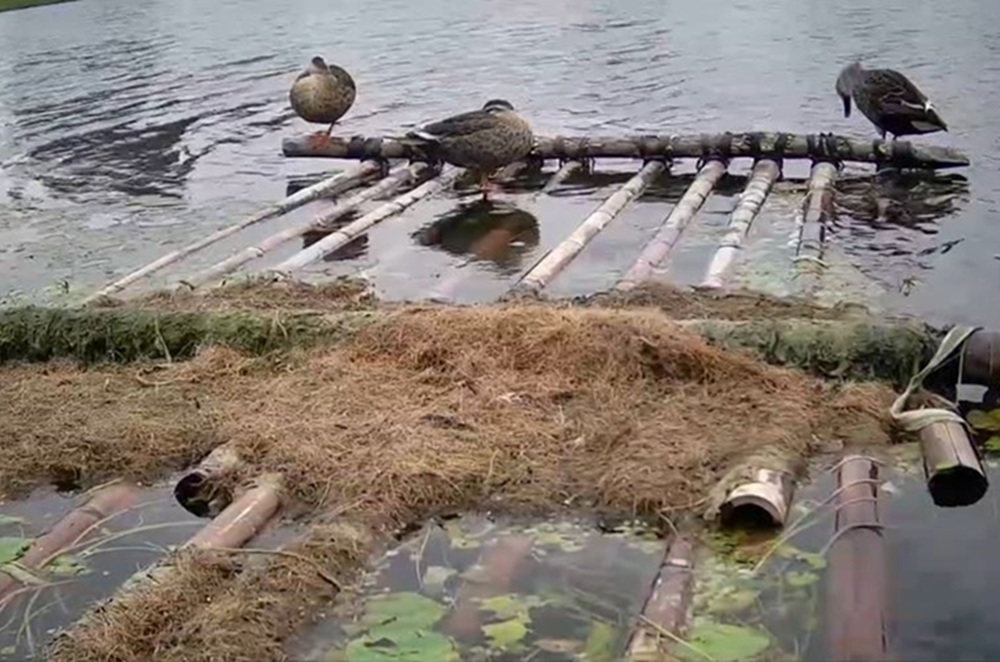 季節限定生態美景 大漢溪濕地芒花綻現冬候鳥齊聚 14 cnews204251216a06