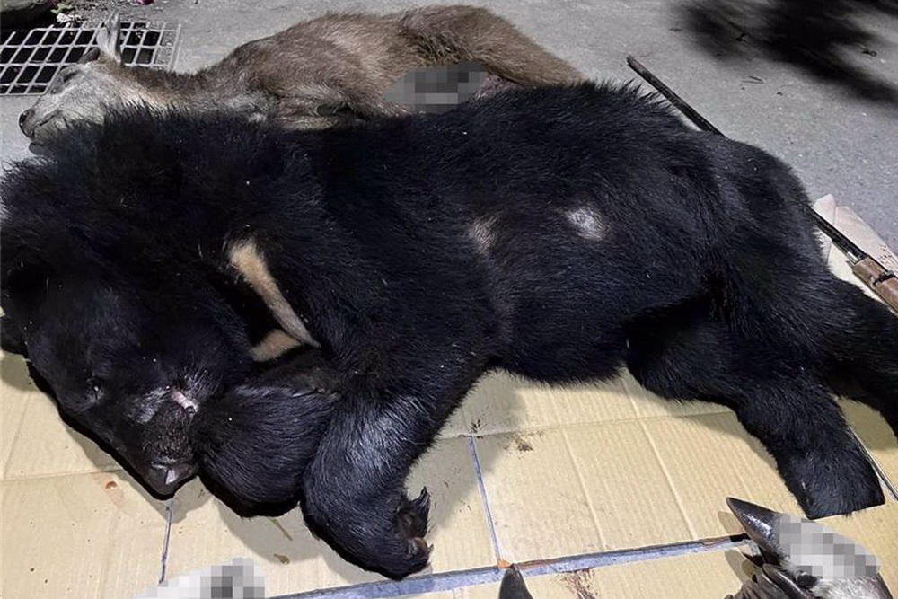 戲謔性、殘忍性非文化實踐 屏檢就原民獵殺黑熊無罪上訴 戲謔性、殘忍性非文化實踐 屏檢就原民獵殺黑熊無罪上訴