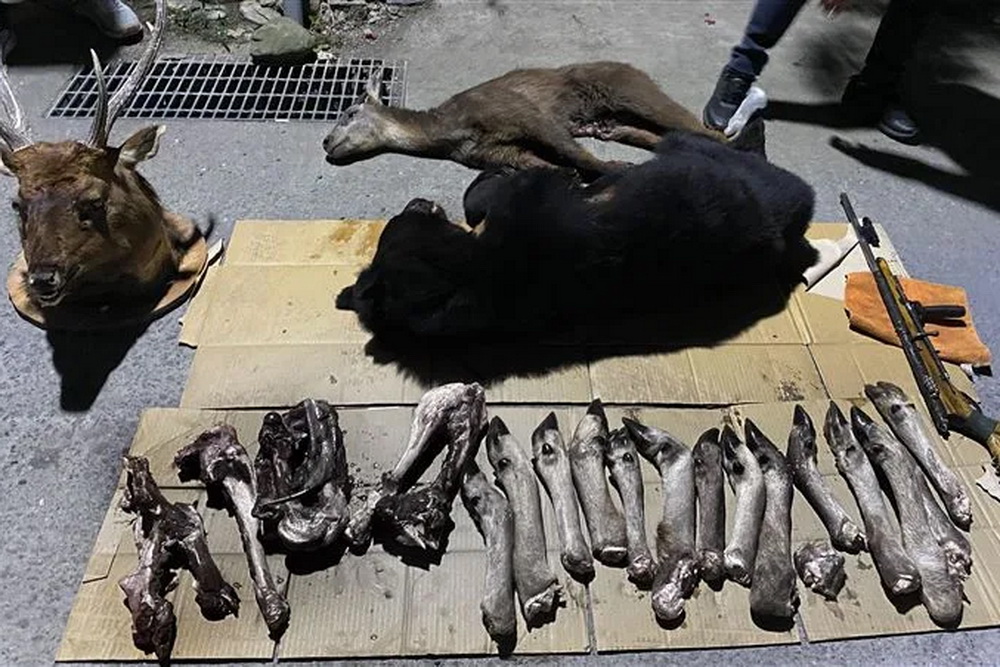 戲謔性、殘忍性非文化實踐 屏檢就原民獵殺黑熊無罪上訴 20 戲謔性、殘忍性非文化實踐 屏檢就原民獵殺黑熊無罪上訴 19