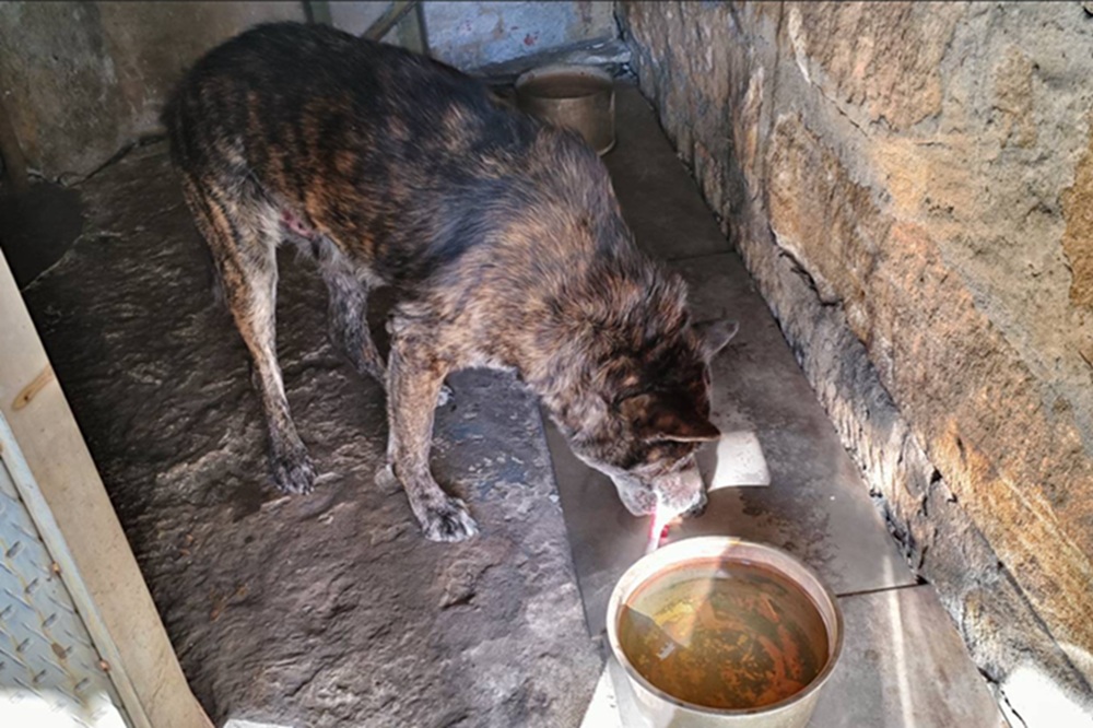 工廠犬外出游𣿴慘遭車輛輾壓 新北動保處開罰車主及飼主 4 cnews204251218a14