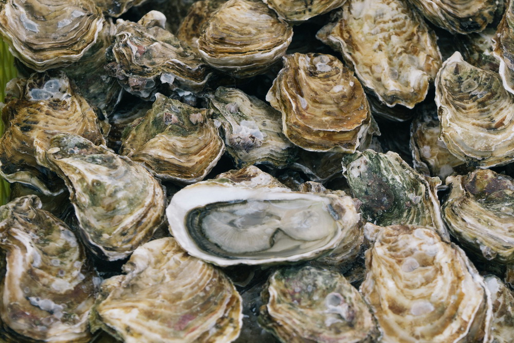 越南牡蠣「變身」台灣東石 盤商遭判刑4月 越南牡蠣「變身」台灣東石 盤商遭判刑4月