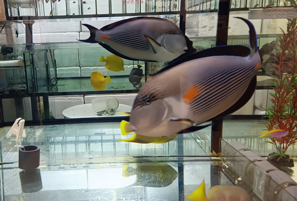 完成13場外銷水生動物場檢驗 新北市助台灣魚走出國門 完成13場外銷水生動物場檢驗 新北市助台灣魚走出國門