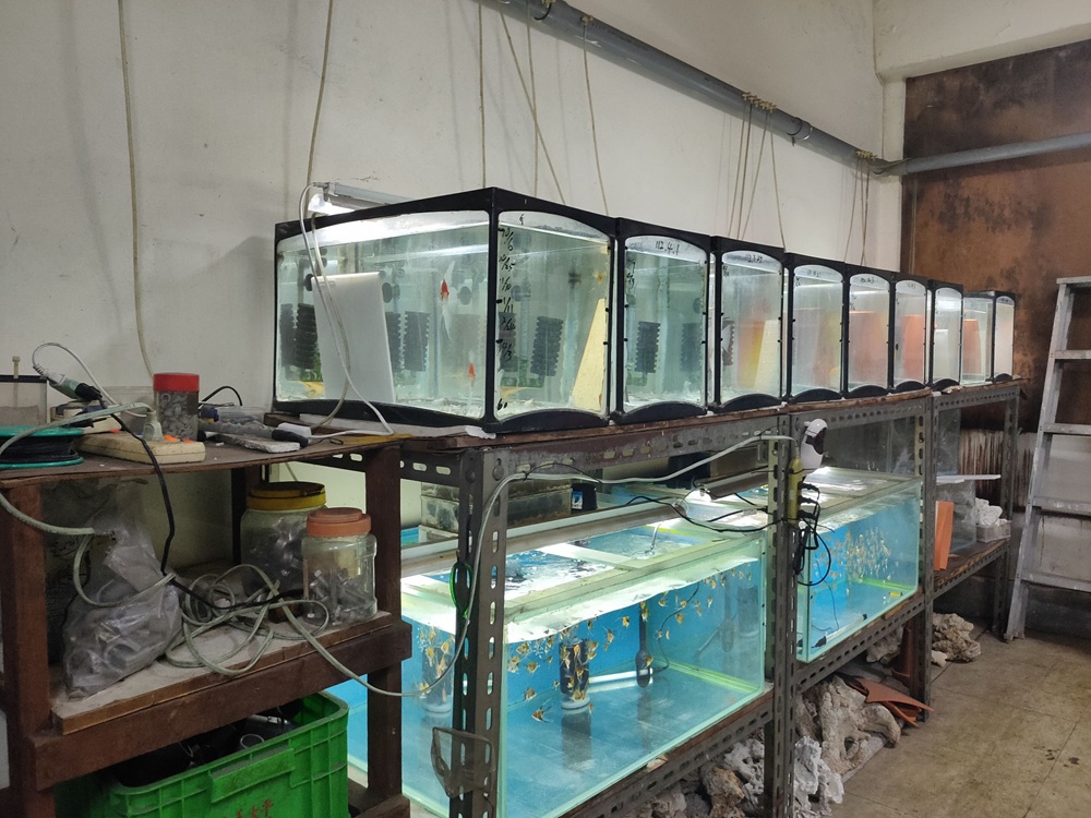 完成13場外銷水生動物場檢驗 新北市助台灣魚走出國門 17 cnews204260108a02