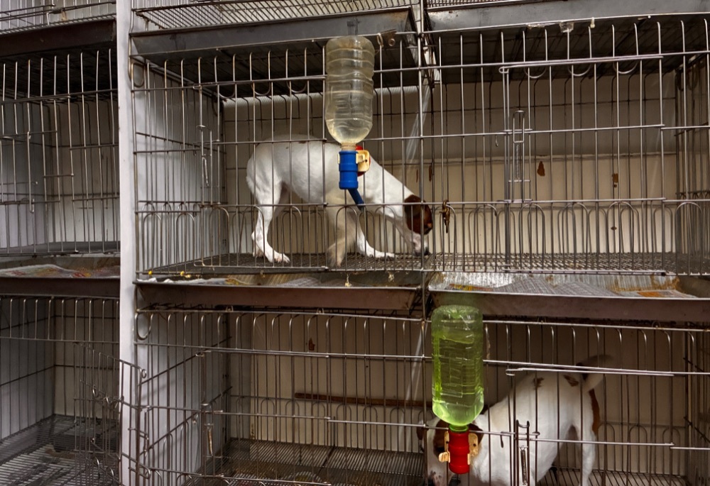 籠具空間不足限制犬隻伸展 新北動保處開罰4萬要求限期改善 籠具空間不足限制犬隻伸展 新北動保處開罰4萬要求限期改善