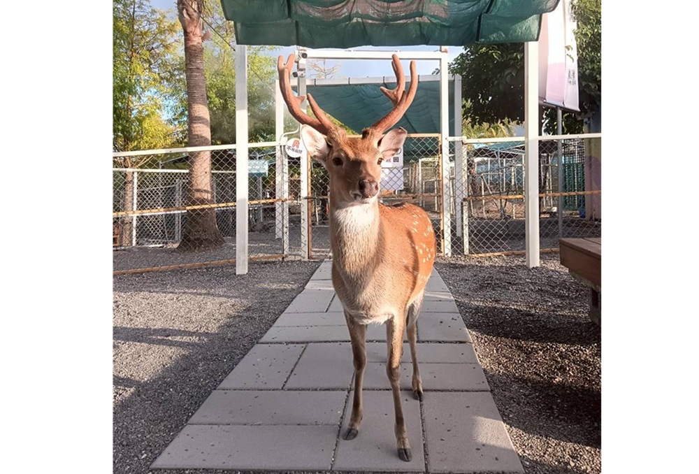 【有影】涉以空拍機投毒農場 不滿員工跳槽毒害動物被起訴 8 【有影】涉以空拍機投毒農場 不滿員工跳槽毒害動物被起訴 7