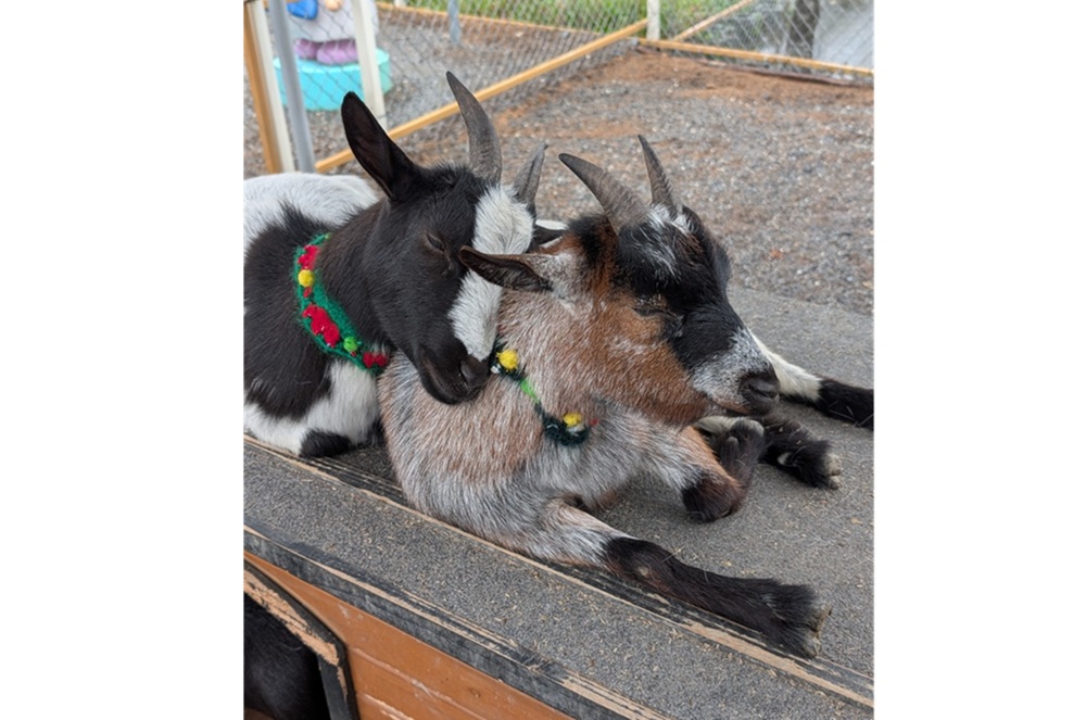 【有影】涉以空拍機投毒農場 不滿員工跳槽毒害動物被起訴 10 【有影】涉以空拍機投毒農場 不滿員工跳槽毒害動物被起訴 9